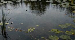 stagnant ponds attract mosquitoes