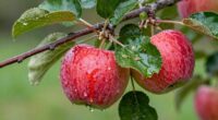 sticky residue indicates pests