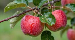 sticky residue indicates pests
