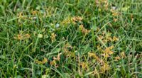 symptoms of herbicide drift