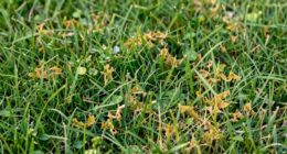 symptoms of herbicide drift