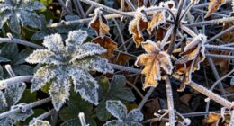 temperature thresholds affecting plants