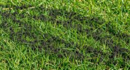 thin effective compost application