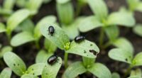 tiny plants severe damage