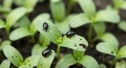 tiny plants severe damage