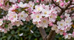 unhealthy flower abscission causes
