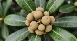 unmoving scale insect bumps