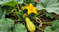 vine borers damage squash