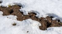 vole burrows visible later