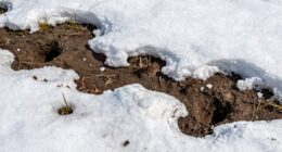 vole burrows visible later