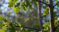 webbing as pest indicator