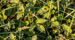 weed patch shelters pests