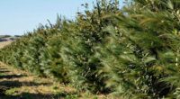 windbreak barrier planting