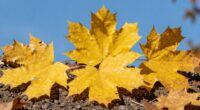 yellow leaves other causes