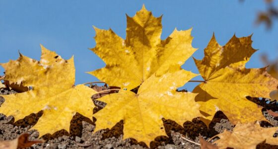 yellow leaves other causes