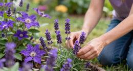 These 11 Purple Flowers Will Bloom All Summer With Almost No Effort – And Make Your Garden Look Like a Designer Planted It