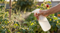 10 Best Garden Pest Control Sprays in 2026