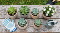 12 Best Garden Plants in 2026