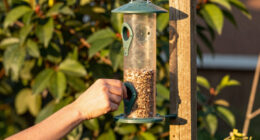 15 Best Bird Feeders in 2026