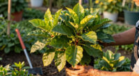 Heat-Proof Flowering Shrubs For Hotter Summers – 6 Of The Best That Will Flourish in Drought and Heat Without Fuss