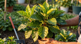 Heat-Proof Flowering Shrubs For Hotter Summers – 6 Of The Best That Will Flourish in Drought and Heat Without Fuss