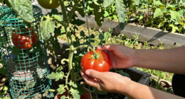 How to Grow Tomatoes: Our Guide to Help Your Vegetable Garden Thrive This Summer