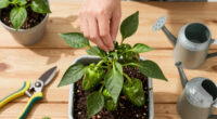 Topping pepper plants: When, why, and how to do It right