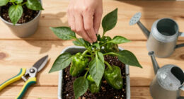 Topping pepper plants: When, why, and how to do It right