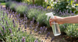 10 Best Lavender Garden Care Products in 2026
