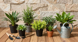 12 Best Lawn Alternative Plants in 2026