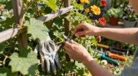 13 Best Climbing Vines in 2026