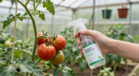 14 Best Organic Garden Pest Control Products in 2026