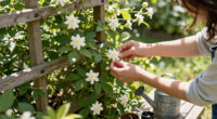 15 Best Climbing Jasmine Plants in 2026