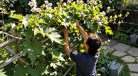 15 Best Climbing Vines For Shade In 2026