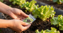 15 Best Lettuce Seeds in 2026