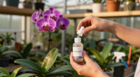 15 Best Orchid Fertilizers in 2026