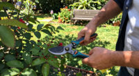 3 Best Ergonomic Garden Pruners in 2026