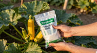 3 Best Zucchini Fertilizers in 2026