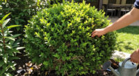 5 Privacy Shrubs That Don’t Become Fire Hazards In Summer – Say Goodbye To Crispy Hedges And Hello To Lush Alternatives