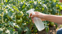 6 Pests to Guard Against in July – Nip Them in the Bud Before They Ruin Your Garden