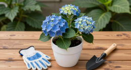 8 Best Heat-Tolerant Hydrangeas in 2026