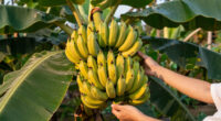 9 Best Banana Plants for Gardens in 2026