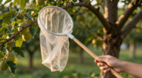 Are Birds Eating The Fruit On Your Trees Before You Can? This Common Kitchen Product Is The Key To Keeping Them Away