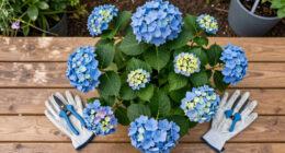 Are Your Hydrangeas Dying From The Heat Or Just Done Blooming? How To Keep Shrubs Looking Lush All Summer