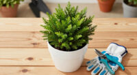 Gardeners Are Obsessed With This Striking Evergreen Perennial – And It’s Easy To See Why