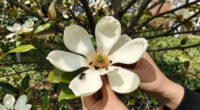 Magnolias Are So Old That They're Pollinated By Beetles, Not Bees