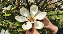 Magnolias Are So Old That They're Pollinated By Beetles, Not Bees