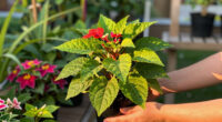 This Tropical Annual Is Always A Must-Have In My Shady Summer Containers For Colorful Blooms & Glossy Foliage