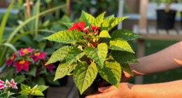 This Tropical Annual Is Always A Must-Have In My Shady Summer Containers For Colorful Blooms & Glossy Foliage
