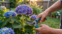 What Hydrangeas Need In July – 6 Vital Tasks For Vibrant, Fade-Free Blooms